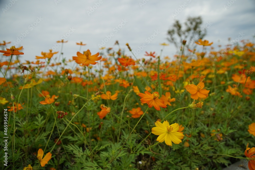 Fototapeta premium field of flowers
