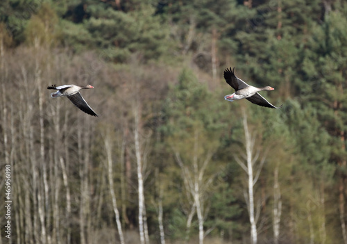 goose flying over the lake © ezp