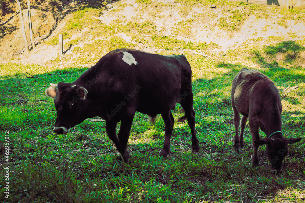 cow on the pasture cow on the pasture