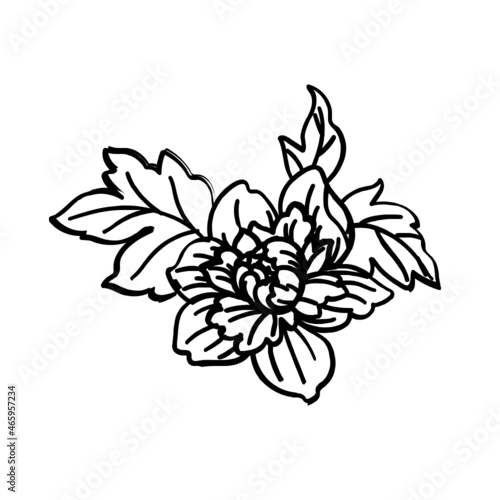 Pflanze Blume