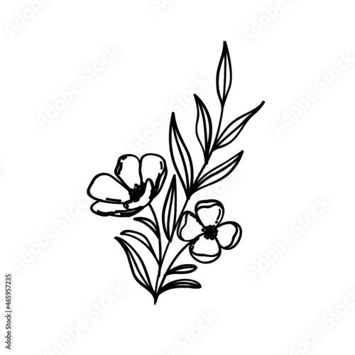 Pflanze Blume