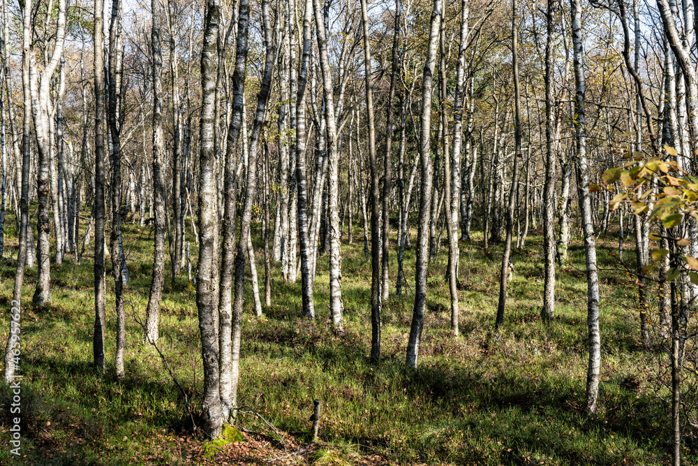 Fototapeta premium Karpatenbirken im Roten Moor in der Rhön