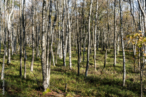 Karpatenbirken im Roten Moor in der Rh  n