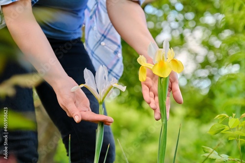 Decorative flowers irises of yellow and white color in the hands of a woman
