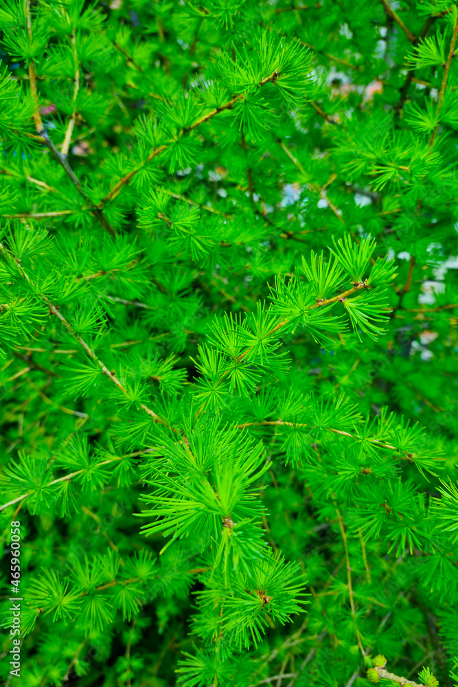 Close-up on the green branches of spruce, background, texture of greenery.