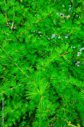 Close-up on the green branches of spruce, background, texture of greenery.