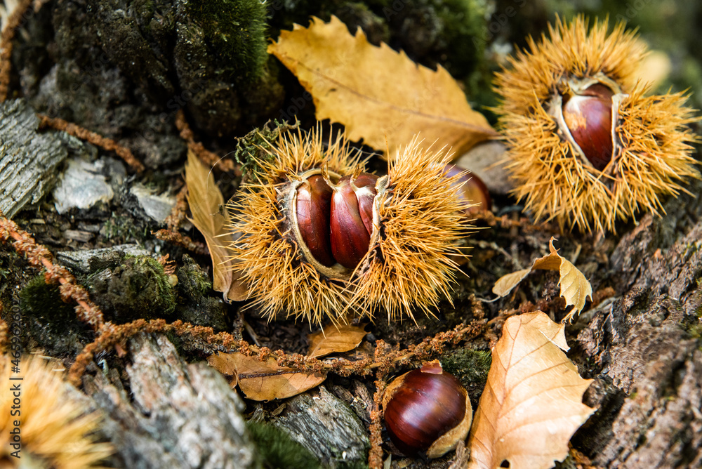 several chestnuts with their shell half open on the ground, in the forest, edible chestnuts several chestnuts with their shell half open on the ground, in the forest, edible chestnuts