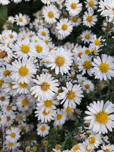 daisies in a garden