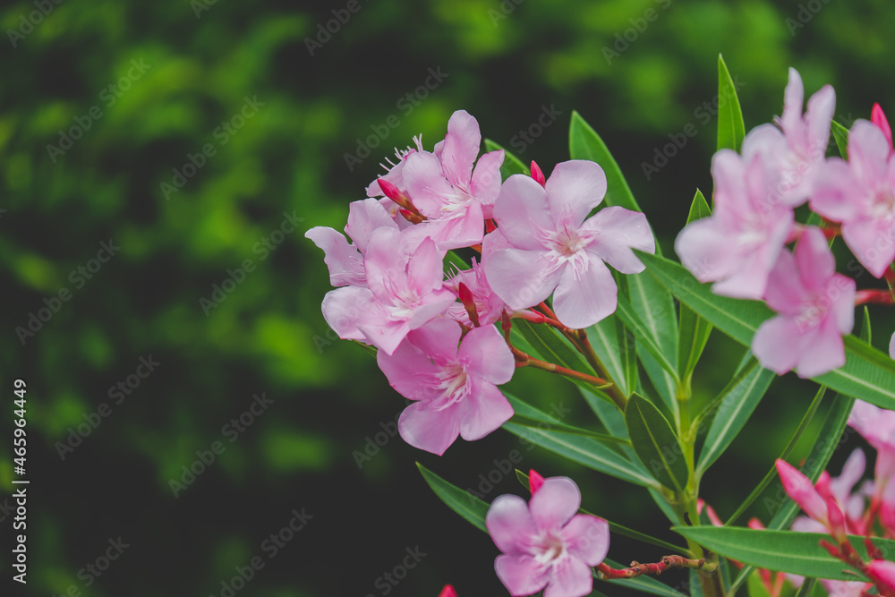 Pink flower blooming in the garden background Pink flower blooming in the garden background
