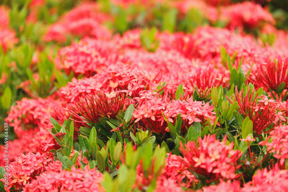 red flower of ixora flower or beautiful red needle flower or flower blooming in the garden red flower of ixora flower or beautiful red needle flower or flower blooming in the garden