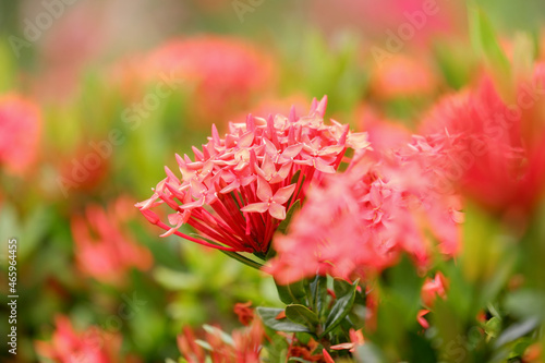 red flower of ixora flower or beautiful red needle flower or flower blooming in the garden