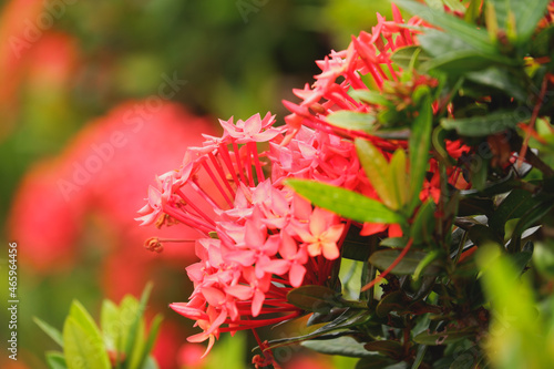 red flower of ixora flower or beautiful red needle flower or flower blooming in the garden