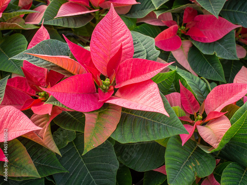 Poinsettia in the greenhouse Christmas Star