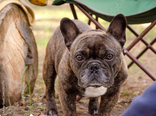 french bulldog puppy