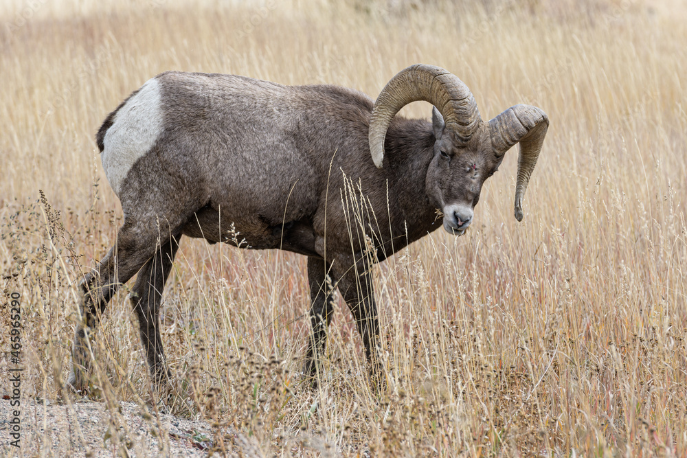 Obraz premium Colorado Rocky Mountain Bighorn Sheep. Bighorn Ram in a field of tall grass.