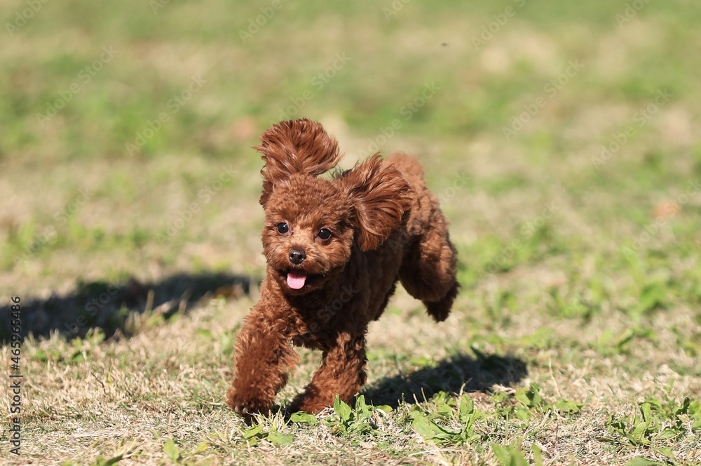 Fototapeta premium トイプードル