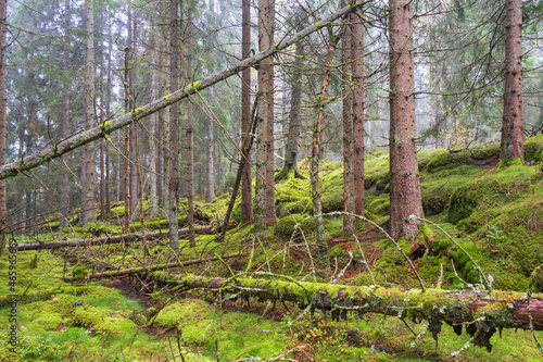 Old growth forest with moss covered fallen trees