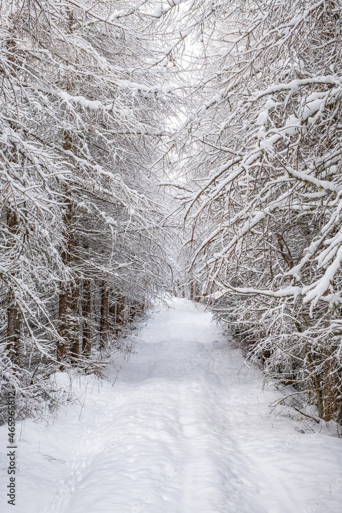 Idyllic Larch trees woodland with a nature path Idyllic Larch trees woodland with a nature path