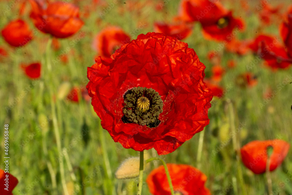 Obraz premium Mohnblumenfeld