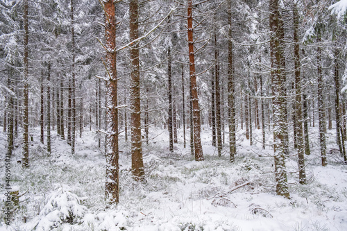 Snowy spruce forest in winter