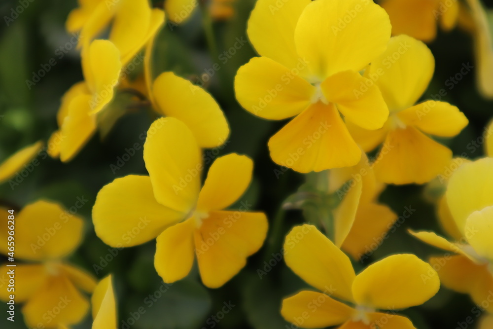 yellow flowers yellow flowers