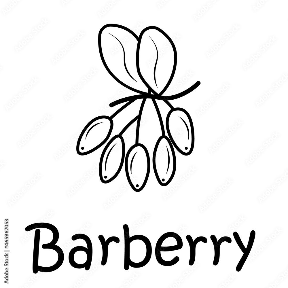 Badge barberry with the inscription. Vector image, eps Badge barberry with the inscription. Vector image, eps