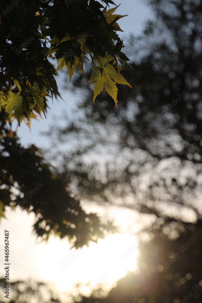 Obraz premium 紅葉と日本の秋・秋イメージ