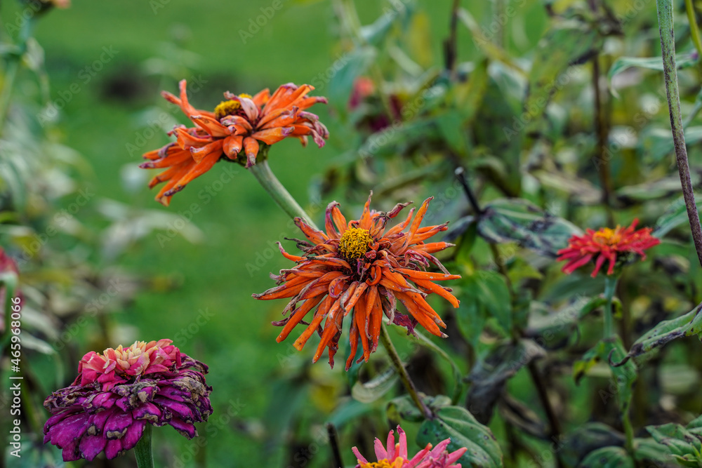 Zinnia flower garden at the end of the season. Dried, dying flower heads. Outdoors, grass, petals, flowers. Zinnia flower garden at the end of the season. Dried, dying flower heads. Outdoors, grass, petals, flowers.