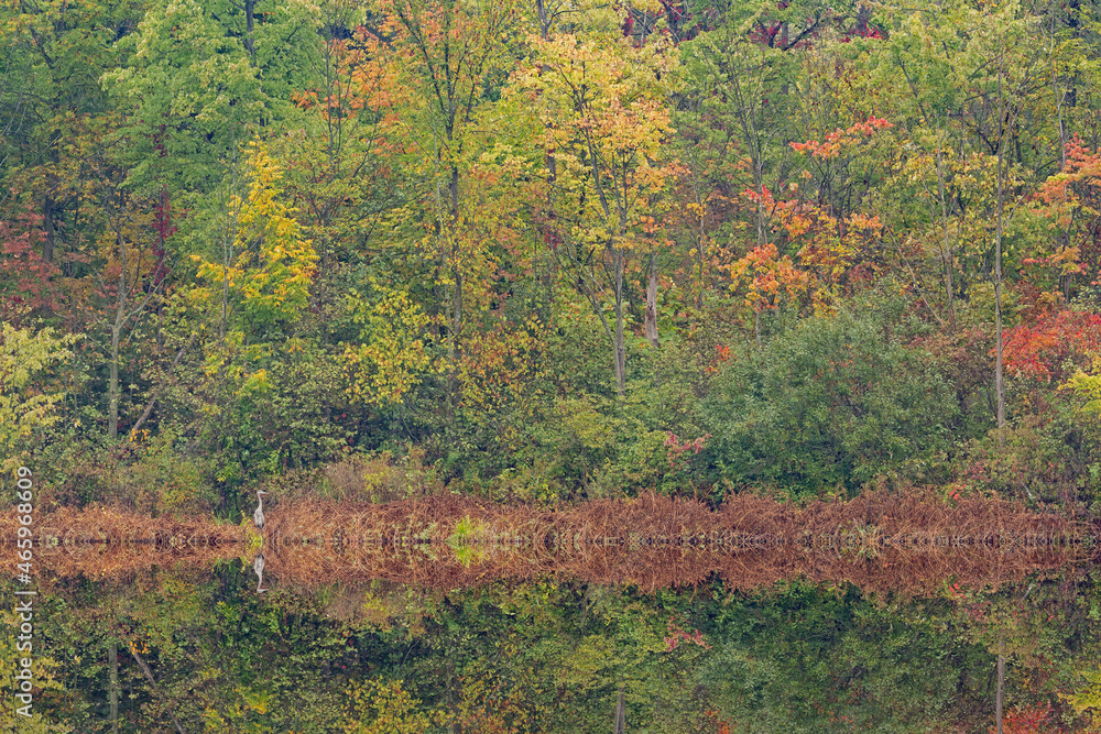 Autumn landscape of the shoreline of Gun Lake with perched great blue heron, Yankee Springs State Park, Michigan, USA
