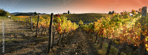 splendid vineyards in the Chianti Classico region are colored under the light of the sunset during the autumn season. Greve in Chianti, Italy. photo