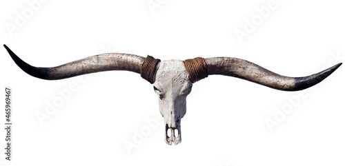 View of a Buffalo skull with long horns isolated on white