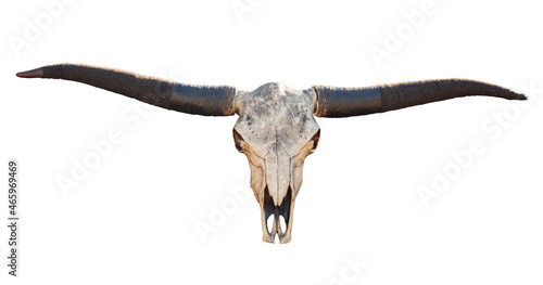 View of a Buffalo skull with long horns isolated on white