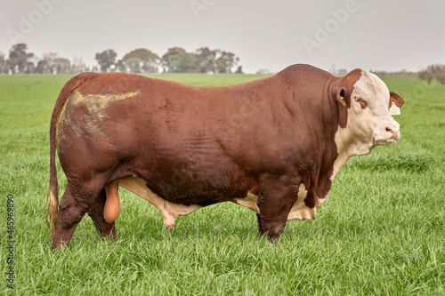 Portrait of beef cattle at natural farm. Agribusiness - Close Bradford Cattle, in natural pasture, Bradford cattle, highly genetic bulls