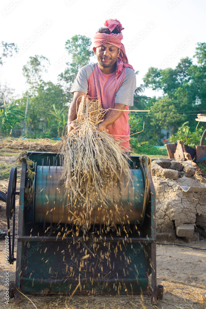 Indian farmer harvesting the rice crop, separating the grain from the ...