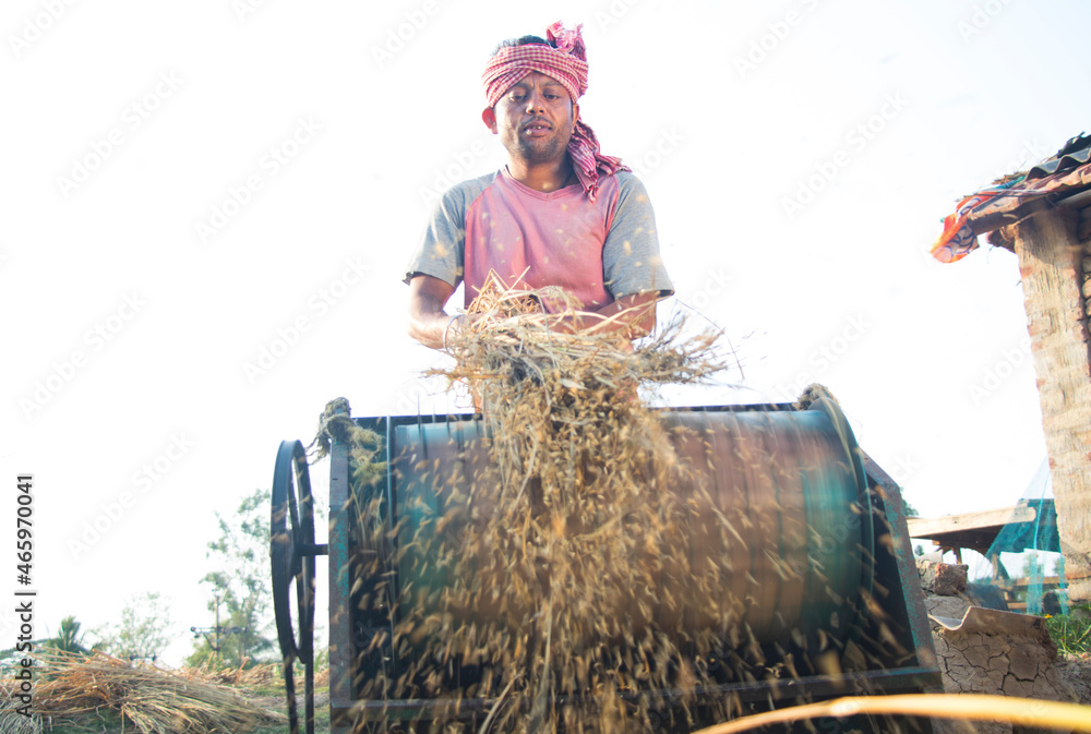 Obraz premium Indian farmer harvesting the rice crop, separating the grain from the stalk with a thrashing machine