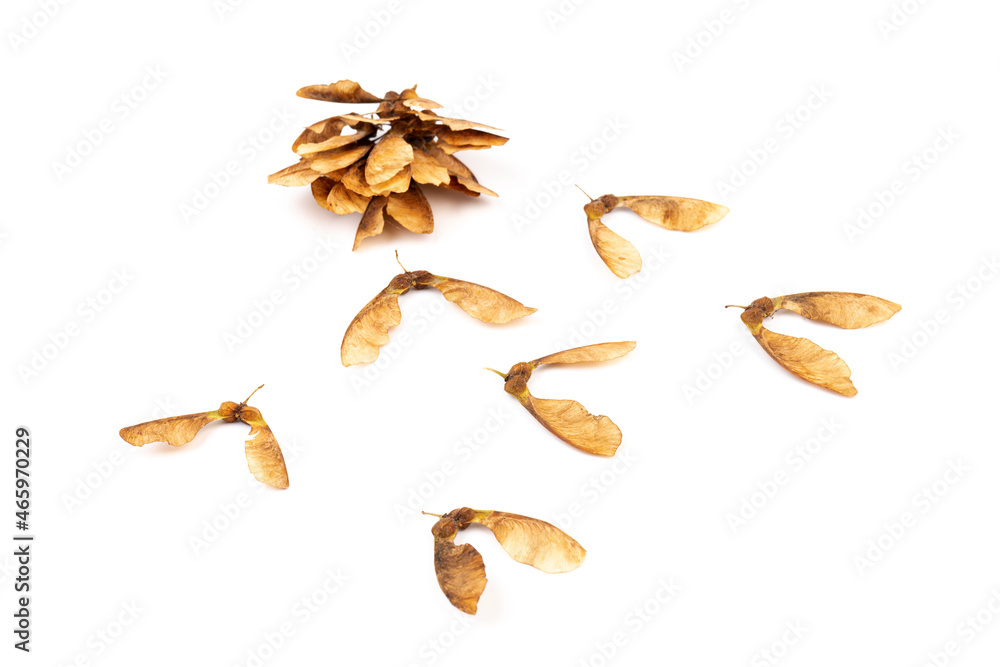 Ripe seeds of Amur maple, Acer ginnala, isolated on white background Ripe seeds of Amur maple, Acer ginnala, isolated on white background
