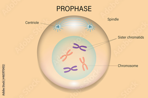 Prophase. Cell division. Cell cycle. photo