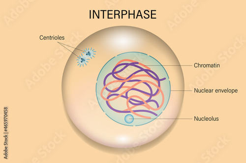 Interphase. Cell division. Cell cycle. photo