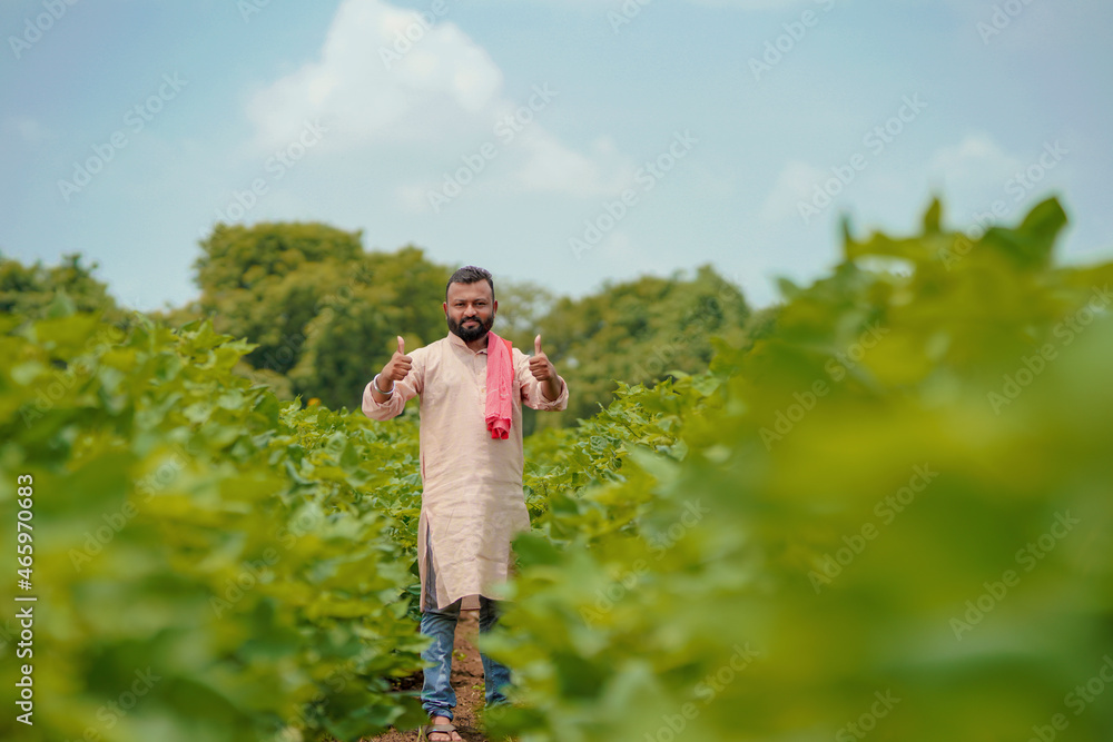 Young indian farmer standing in cotton agriculture field. Young indian farmer standing in cotton agriculture field.
