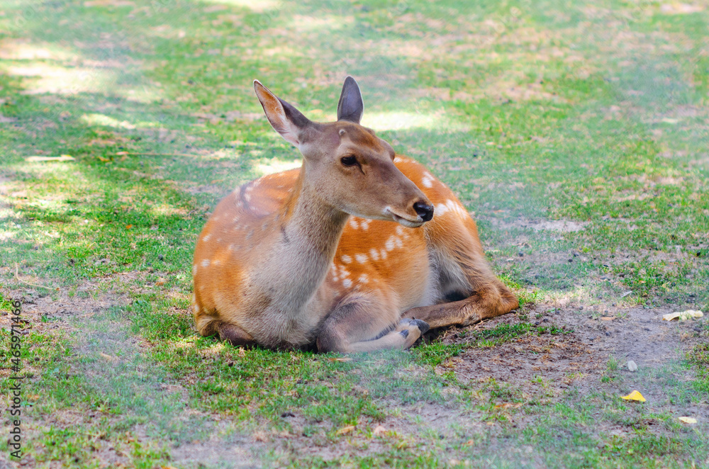 Fototapeta premium A female sika deer lies on the green grass