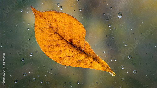 Yellow beech leaf stuck to a window pane on a rainy autumn day