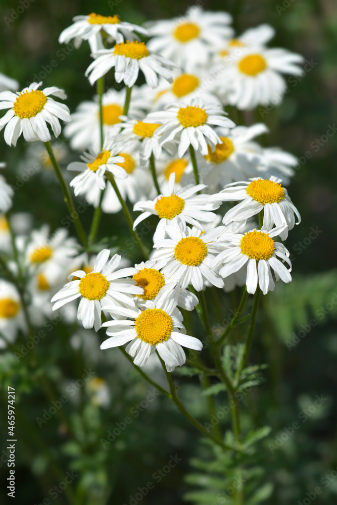 Fototapeta premium Corymb-flower tansy