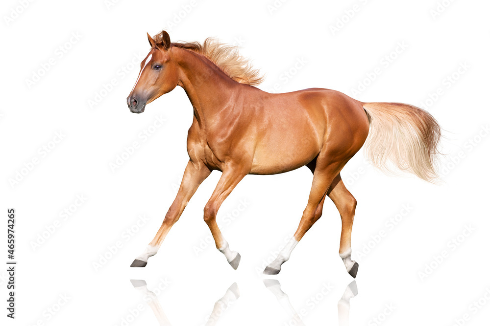 Obraz premium Red horse with blond mane run trot isolated on white background