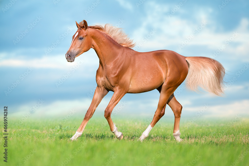 Fototapeta premium Red horse trotting on green grass field against blue sky