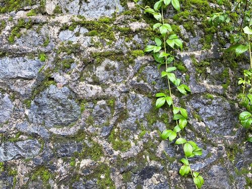 Moss green texture. Moss background. Green moss on grunge texture, background. High quality photo