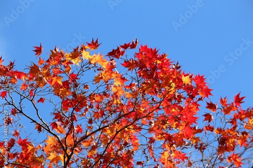 Beautiful autumn in Kyoto Japan