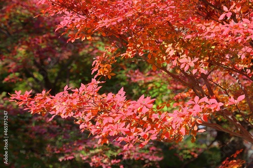 Colorful autumn leaves of Kyoto Japan