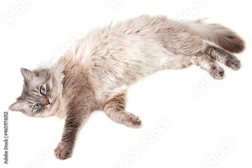 Very beautiful fluffy cat lies funny and looks with blue eyes  isolated on white.