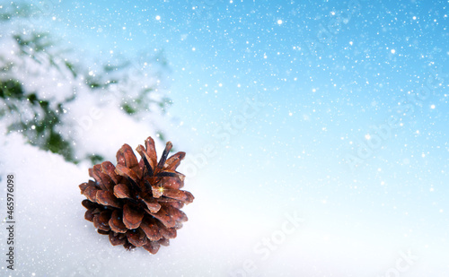 Christmas background with spruce branches with pine cones isolated on snow.