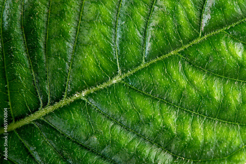 Closeup of fresh green leaf with veins.
